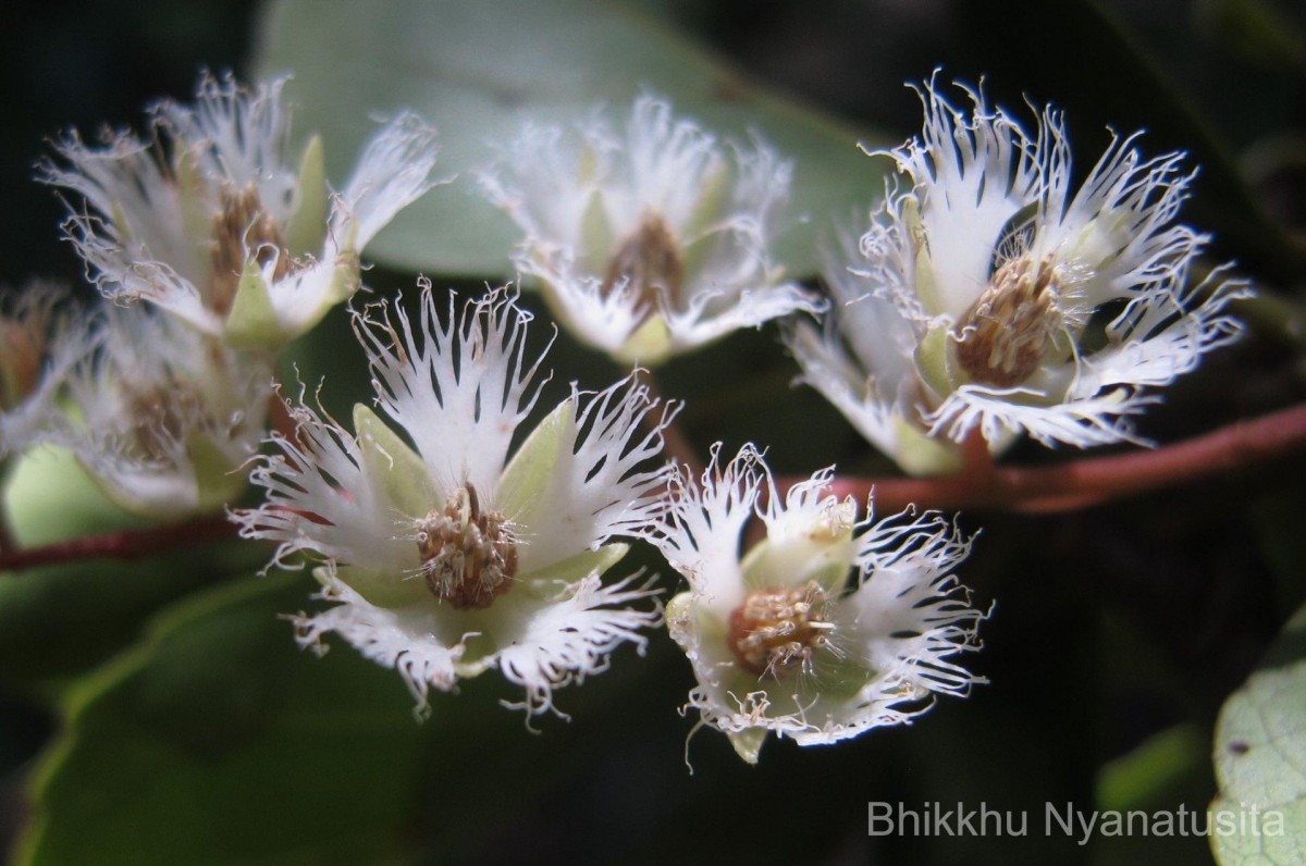 Elaeocarpus serratus L.